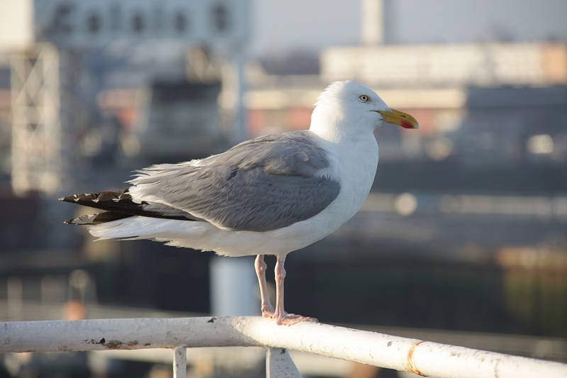 Comment éliminer mes DASRI proche Calais?